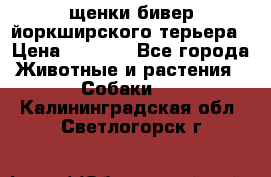 щенки бивер йоркширского терьера › Цена ­ 8 000 - Все города Животные и растения » Собаки   . Калининградская обл.,Светлогорск г.